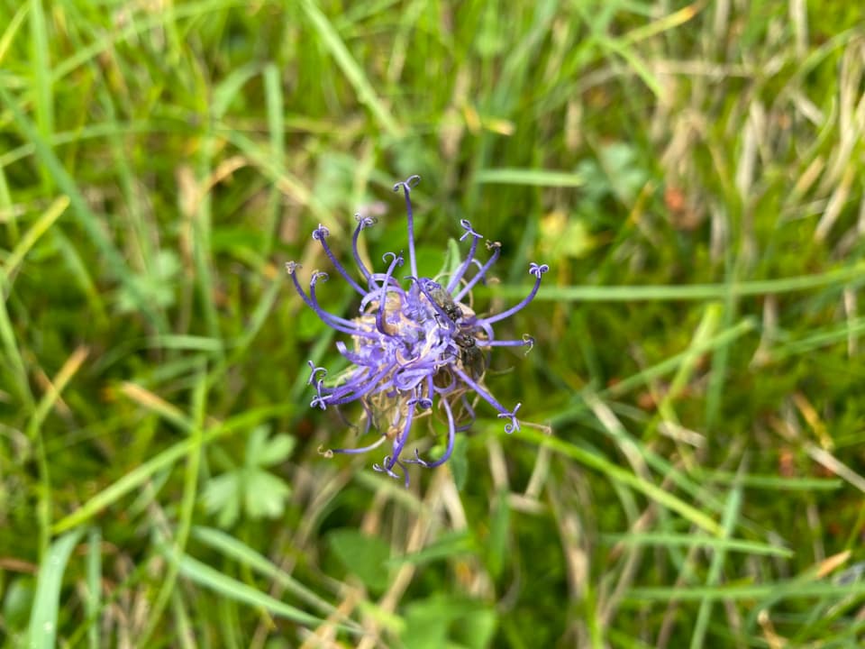 Teufelskralle
