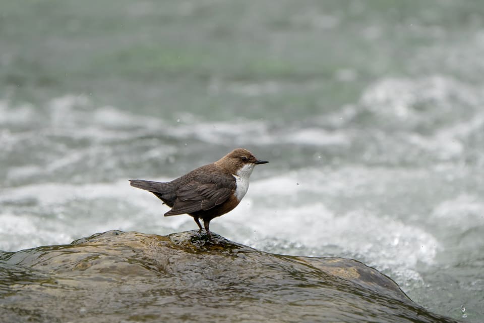 Die Stunde der Gartenvögel Vögel Birdwatching Vogelbeobachtung Vogel Ornithologie