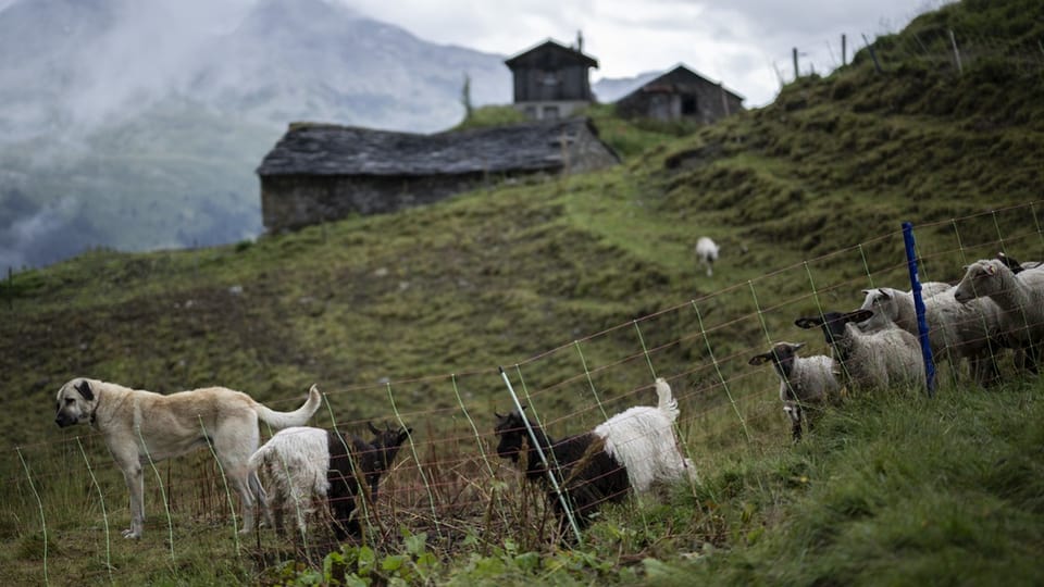 In'alp cun nursas ed in chaun da protecziun.