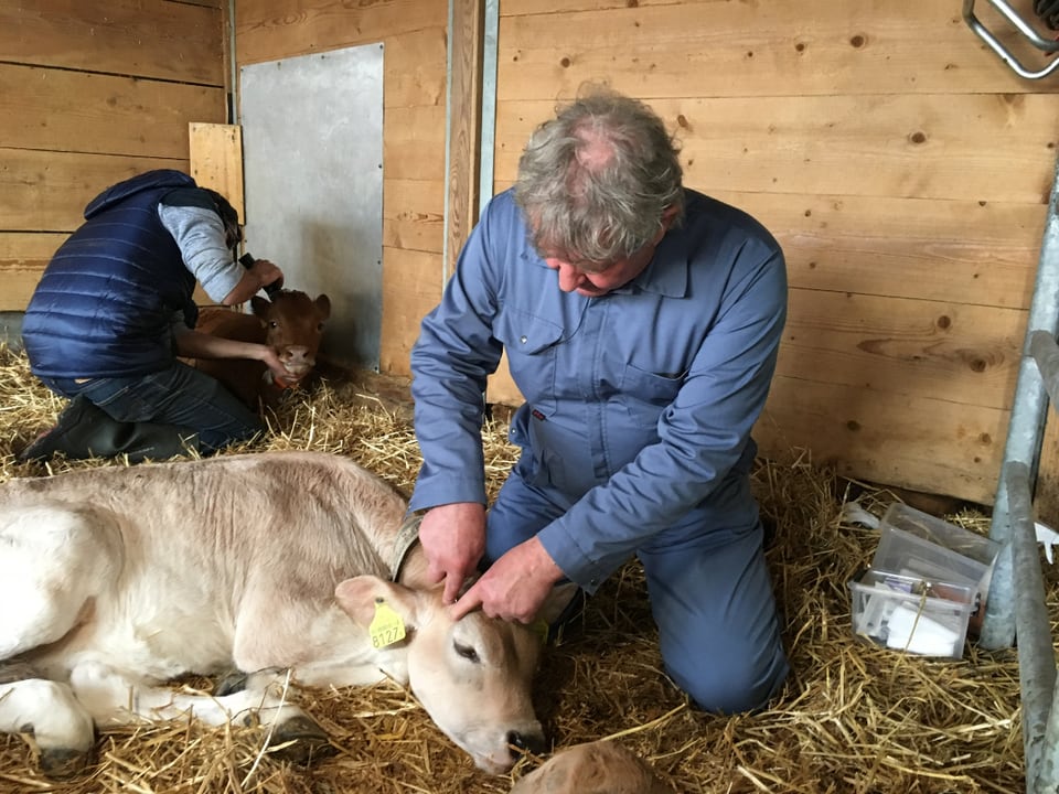 Il veterinari dat la sprizza d'anestesia.