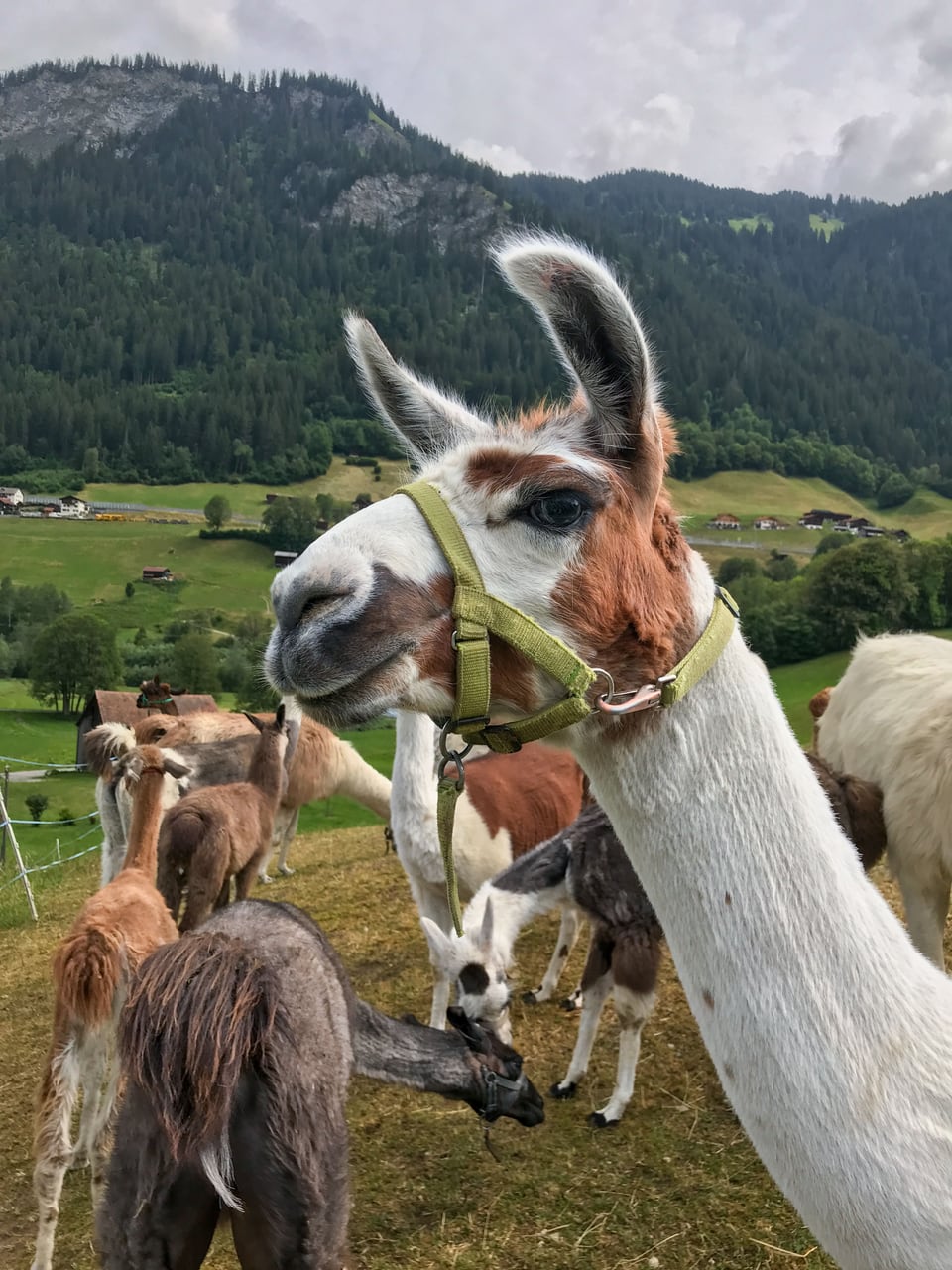 Lama in Bündner Bergen