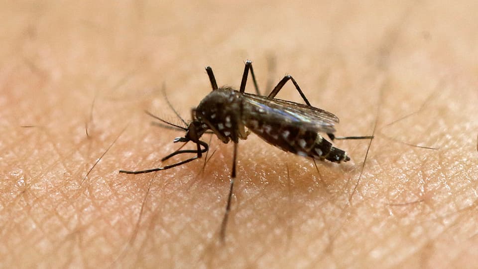 Il mustgin Aedes aegypti che porta il virus Zika.