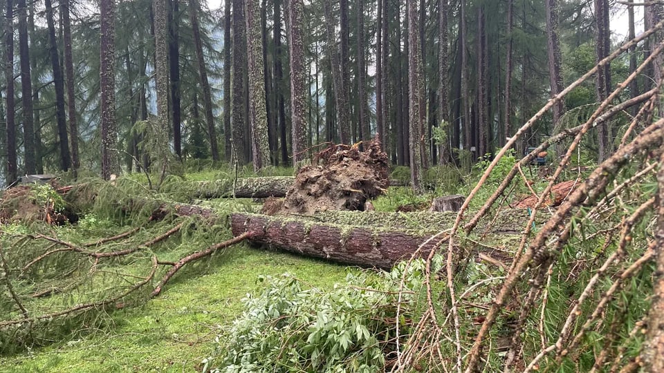 Der zerstörte Wald.