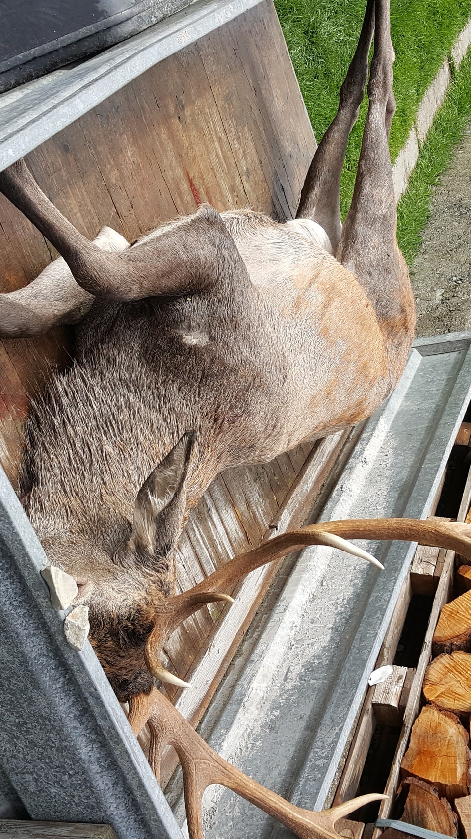 Duri Demonti ha sajettà ils 05.09.2016 in tschierv da 12 cun 57 cm corna sin il territori da Ramosch.