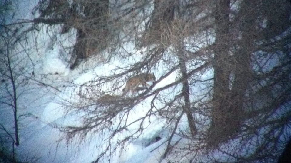 Sajettà luf sissum la Surselva: Las reacziuns