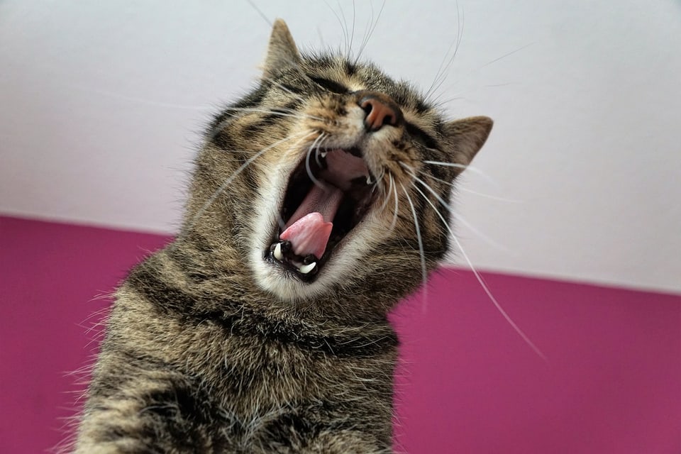 Katze gähnt.