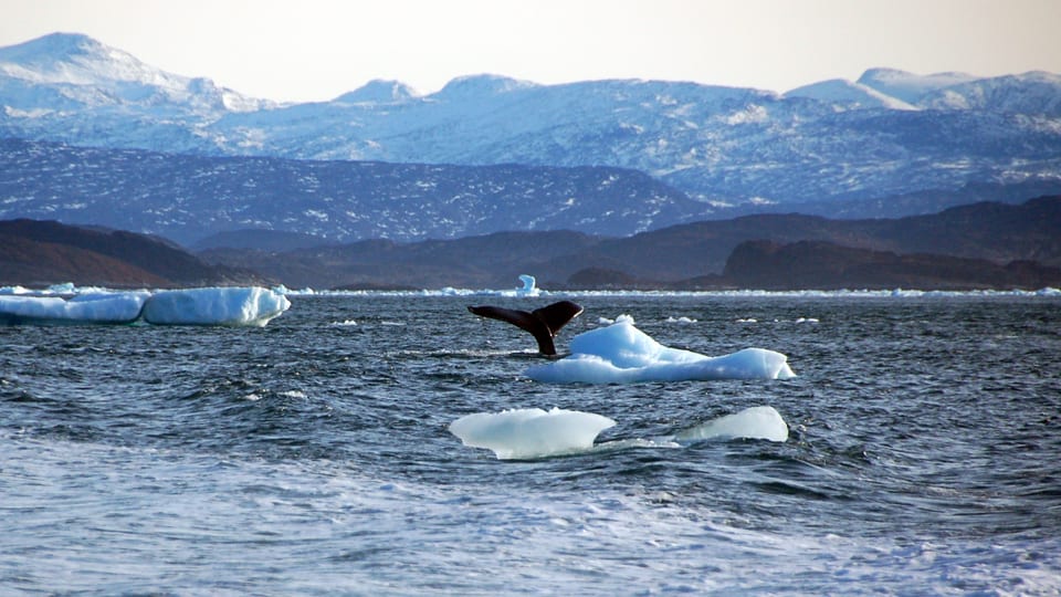 L'Ocean Arctic.