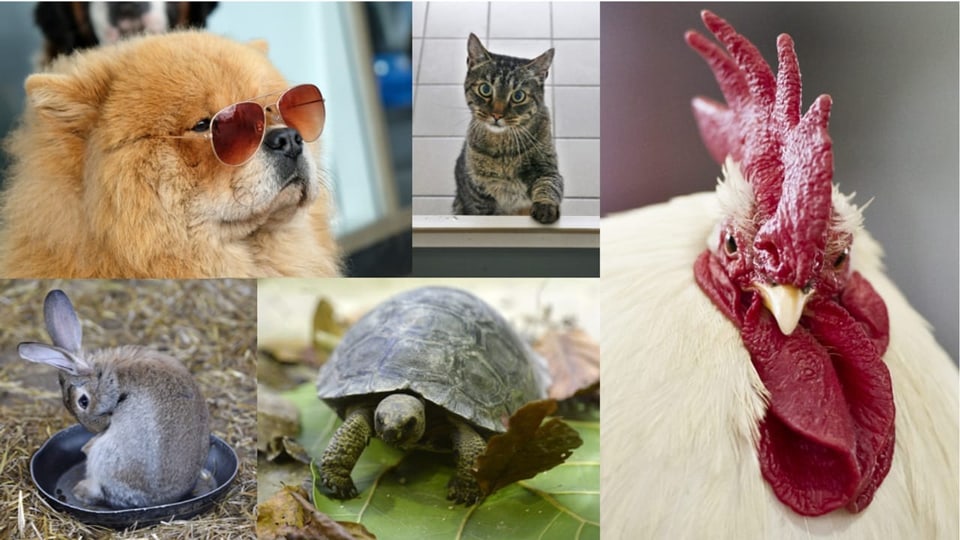Animals da chasa Chaun pitschen cun si egliers da sulegl, lieur, tartaruga, giat ed ina giaglina