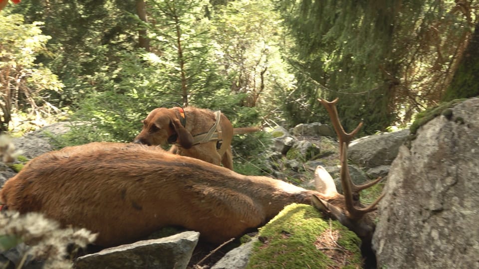 Billy findet den Hirschstier