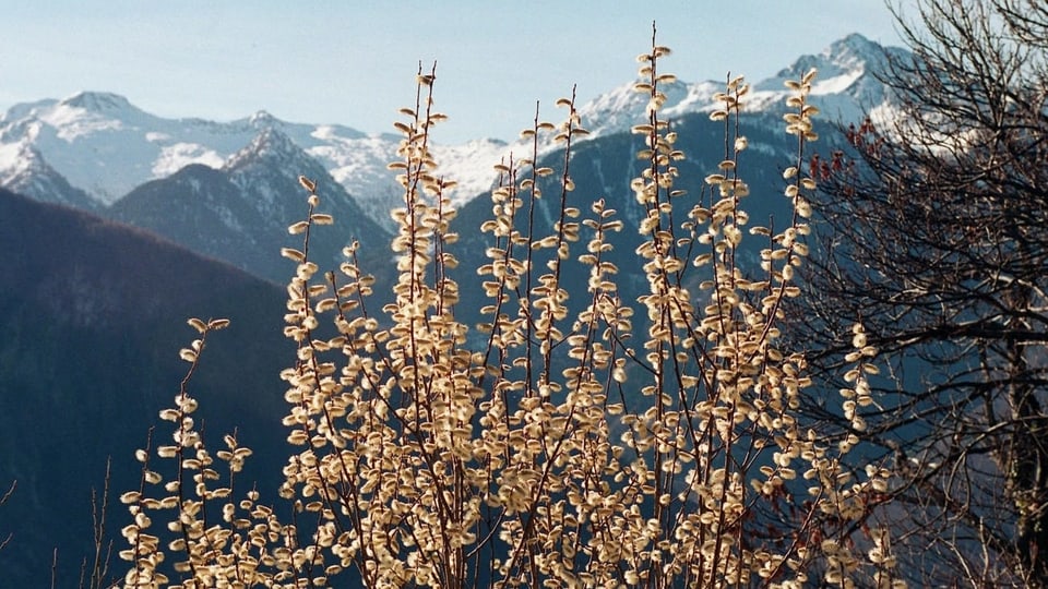 Vista en la Val Calanca