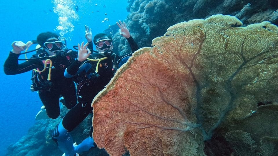 Angela Collenberg beim Tauchen im Korallenriff.