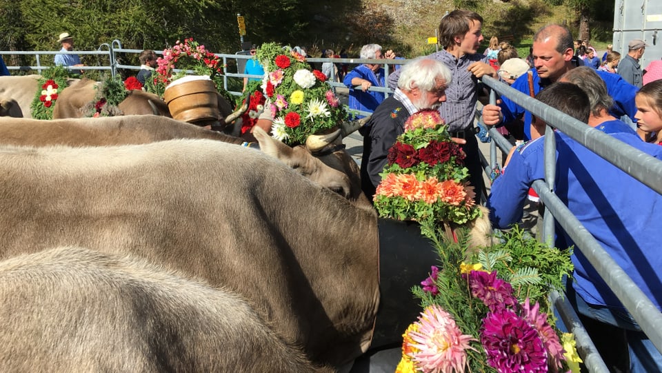 140 vatgas spetgan sin il cortegi. Las vatgas pli veglias han la decoraziun da flurs sin il chau, las pli giuvnas, vul dir, quellas da var dus onns e mez portan las flurs sin il dies. 