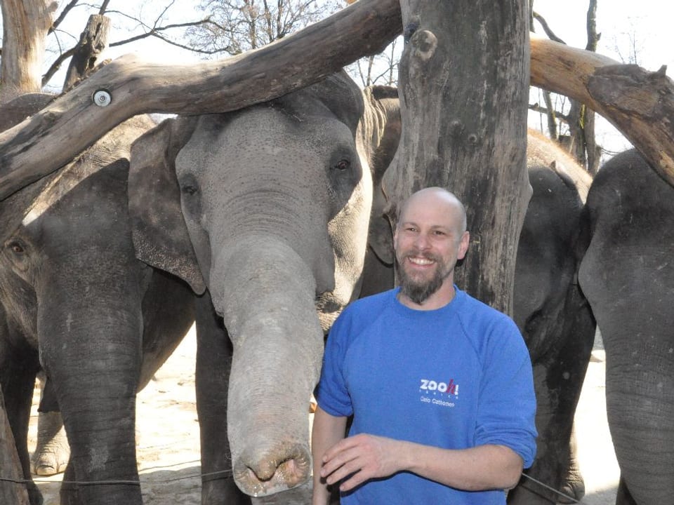 Elefant en il zoo da Turitg