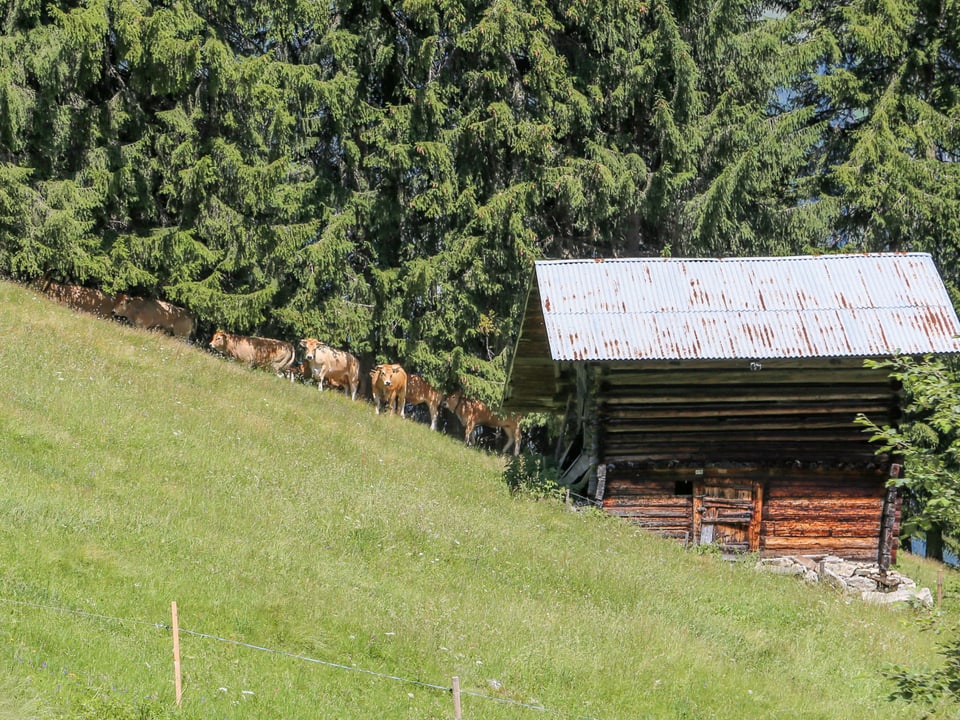 La otg vatgas en sumbriva dal guaud.