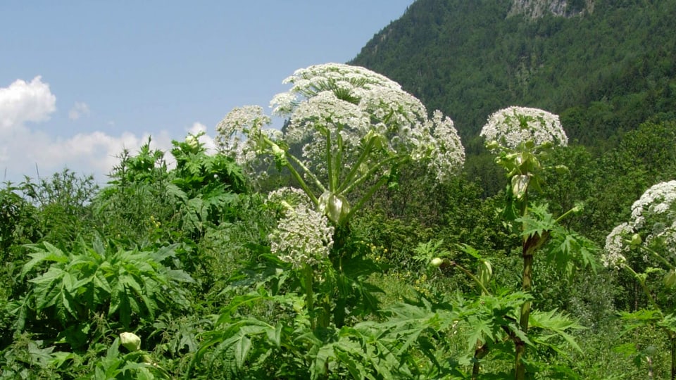 purtret d'ina planta 