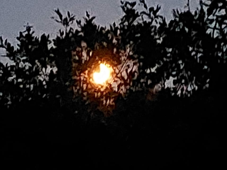 Starker Mondschein hinter einem Blätterwald.