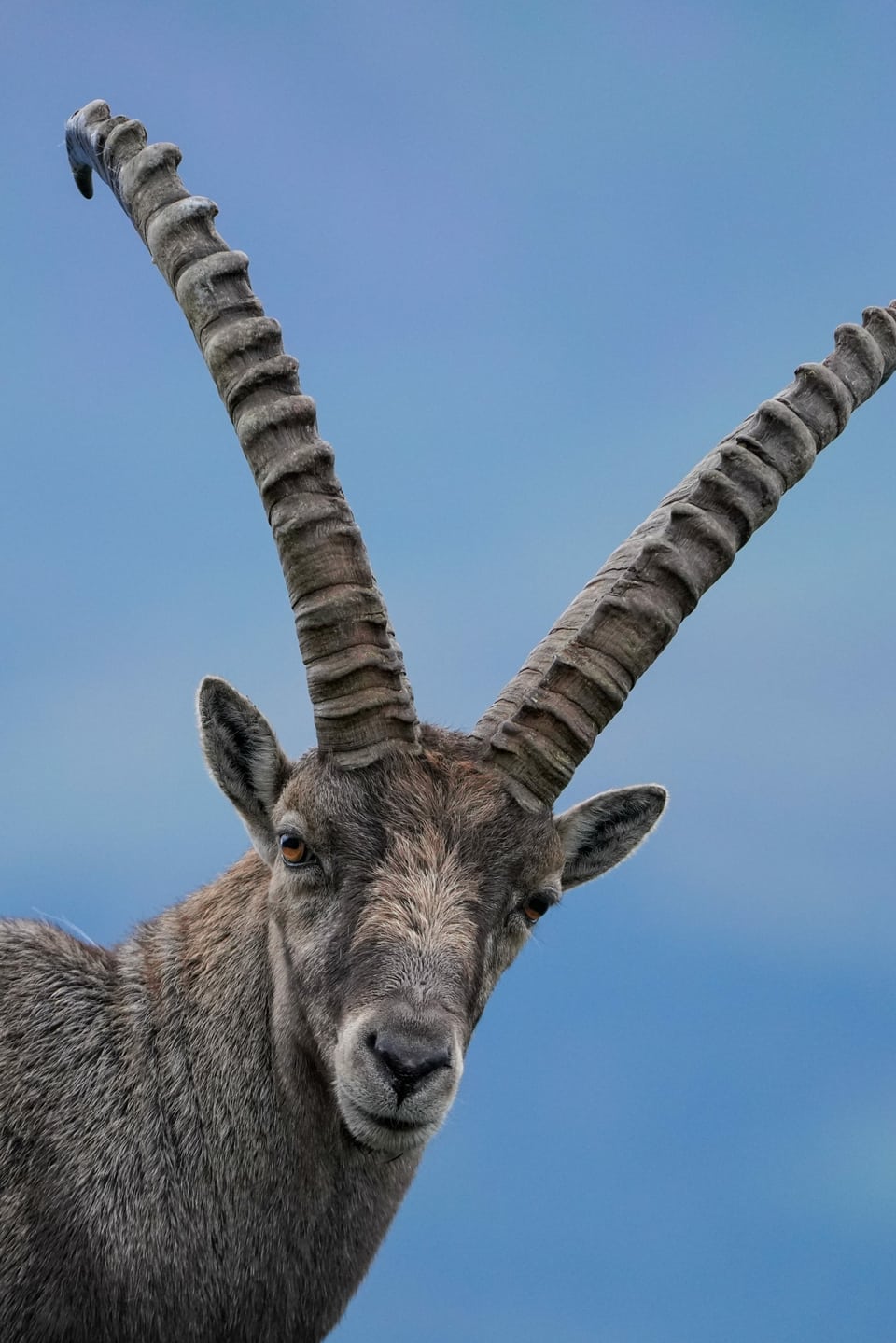 Steinbock direkt in die Linse