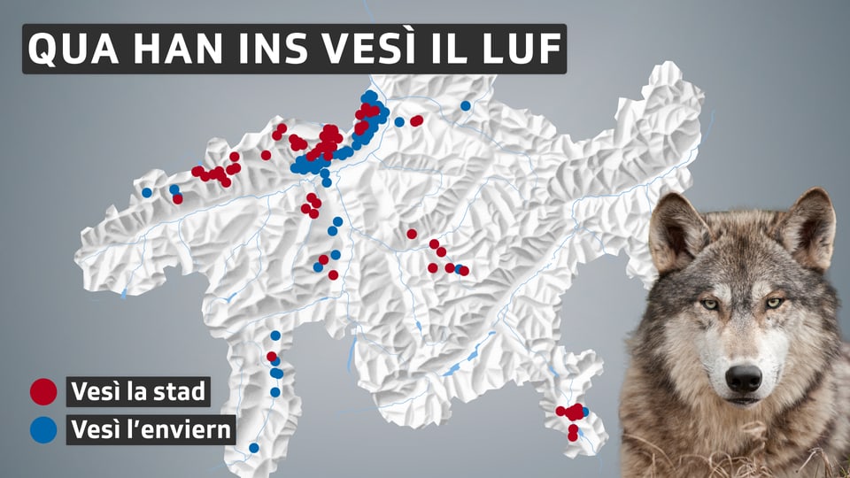charta dal Grischun nua ch'ins ha tut vesì il luf