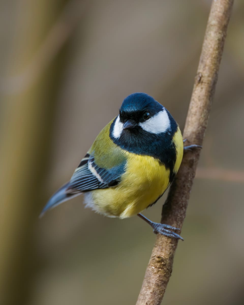 Die Stunde der Gartenvögel Vögel Birdwatching Vogelbeobachtung Vogel Ornithologie