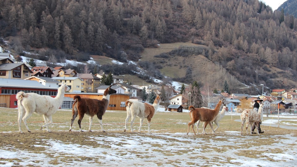 Lamas en ina retscha. 
