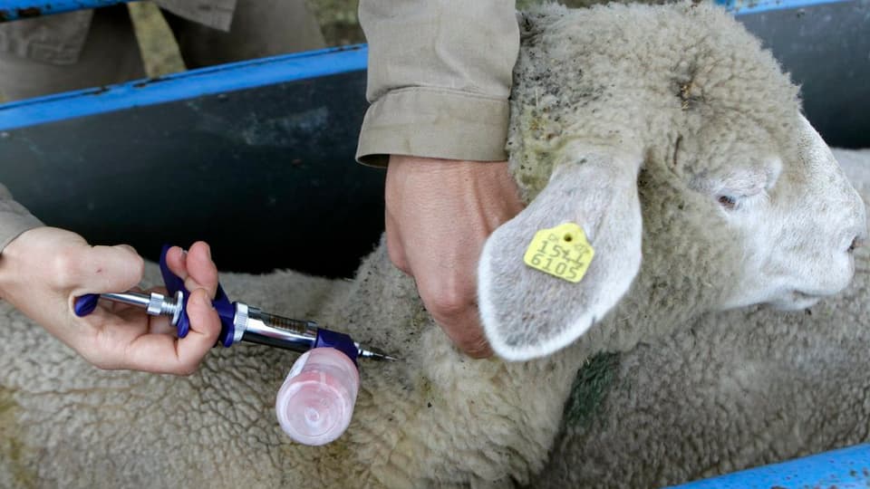Veterinari vid vaccinar ina nursa encunter la malsogna da la lieunga blaua.