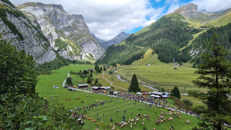 Blick von oben auf den Alpabzug in Bargis