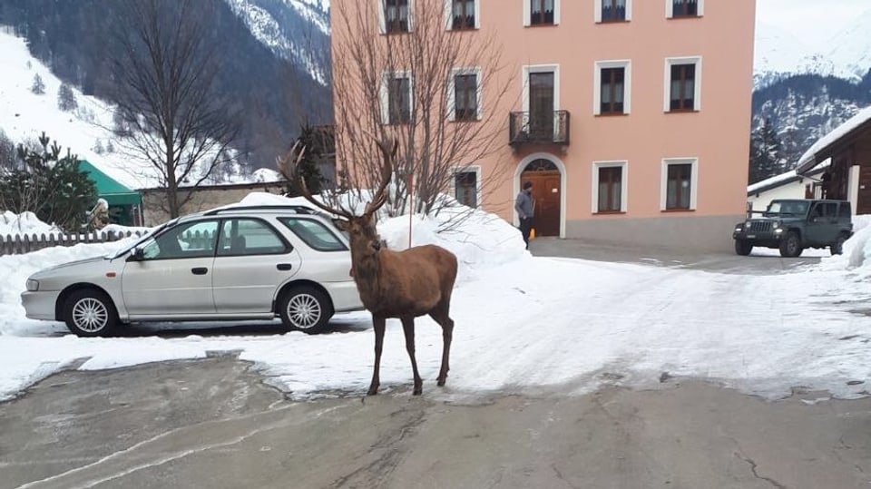 Il tschierv en vischinanza dal cafè Fümm.