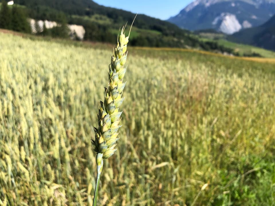Il sulegl ha madirà las spias da salin Weizen von «Parsonzer» bei Andreas und Ramona Stgier aus Parsonz