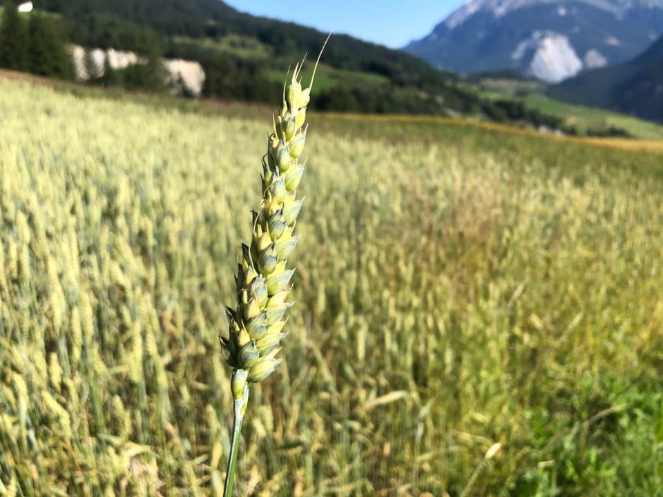 Weizen von «Parsonzer» bei Andreas und Ramona Stgier aus Parsonz