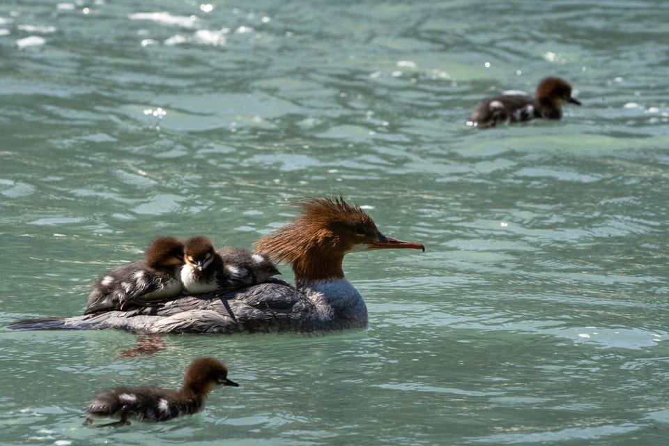 Die Stunde der Gartenvögel Vögel Birdwatching Vogelbeobachtung Vogel Ornithologie