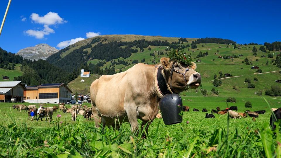 Kuh auf grüner Wiese 