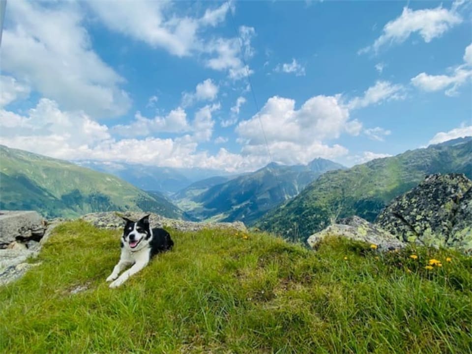 In chaun avant in panorama da culms
