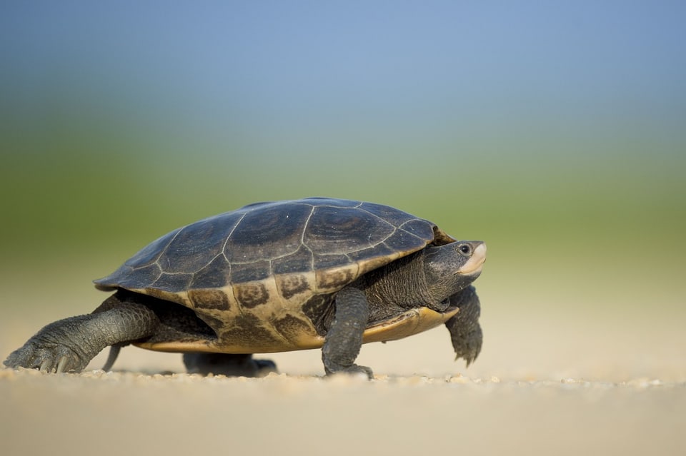 Eine Schildkröte