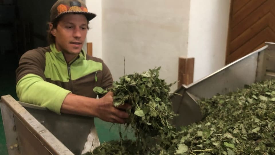 Melissa setgentada avant che ella vegn elaborada per il té. Fabrizio Raselli zeigt die getrocknete Melisse.