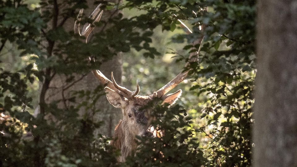 Hirschjagd.