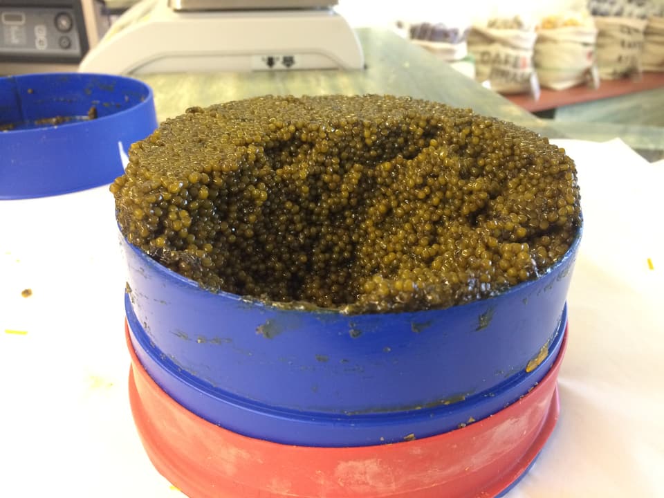 Ina gronda stgatla da caviar paisa 1.8 kilos e custa fin passa 9'000 francs.