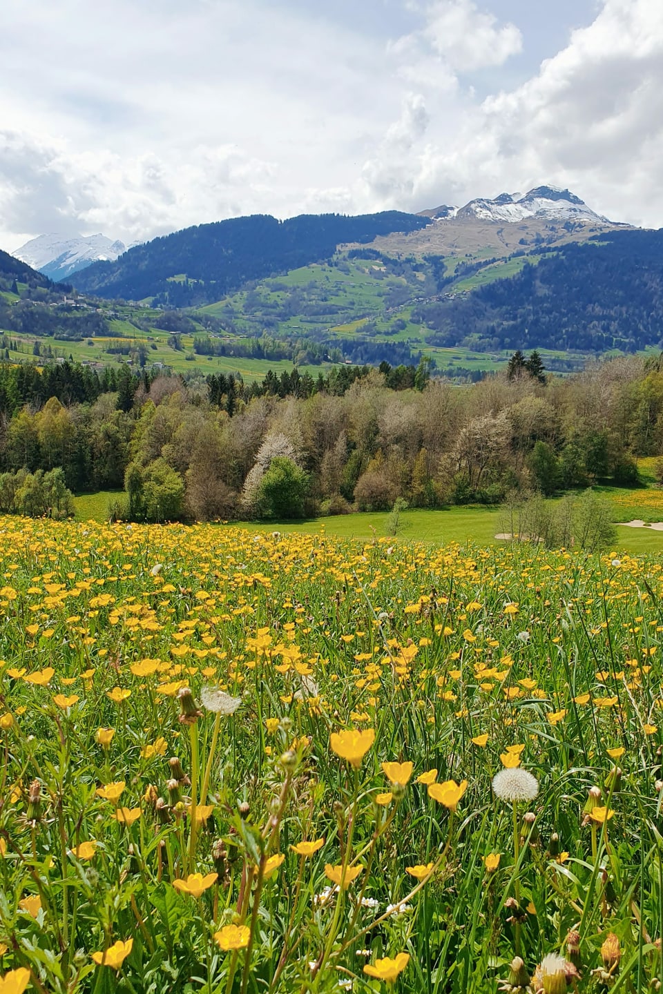 Primavaira en Surselva Frühlingswiese mit Berg dahinter