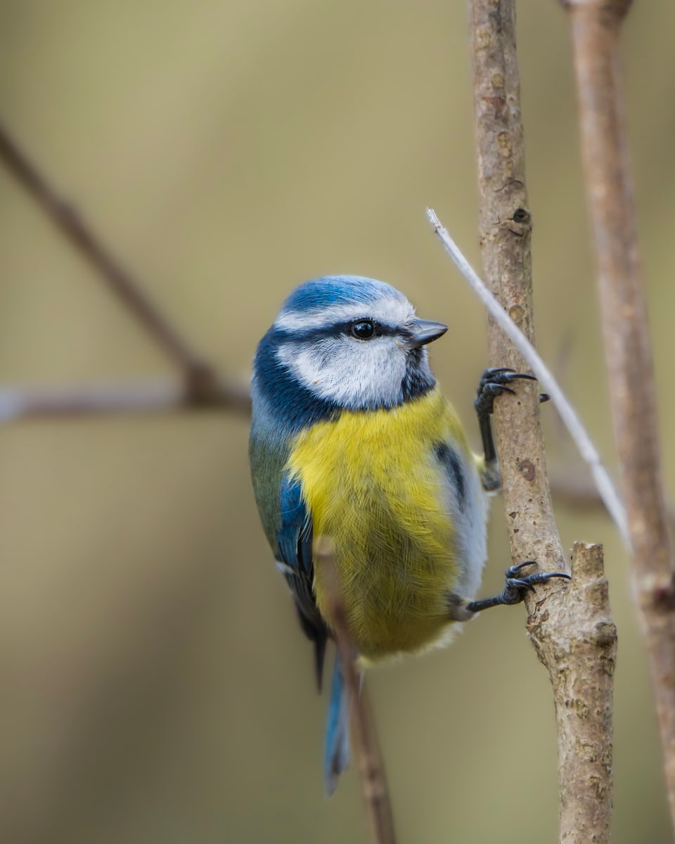 Die Stunde der Gartenvögel Vögel Birdwatching Vogelbeobachtung Vogel Ornithologie