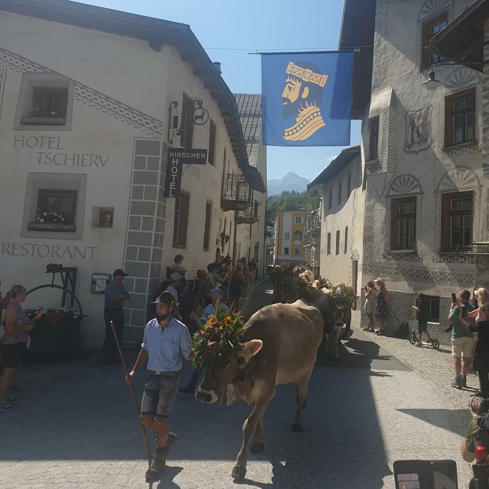 Kühe beim Alpabzug durch Müstair
