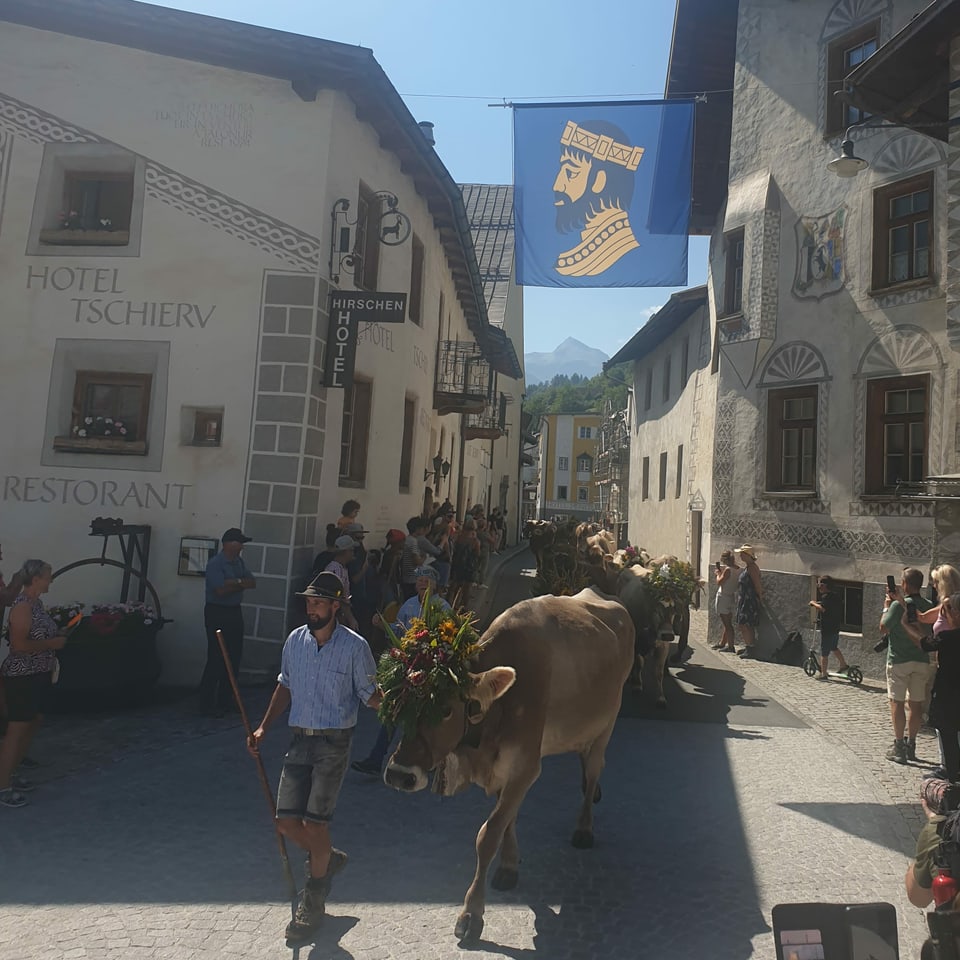 Kühe beim Alpabzug durch Müstair 