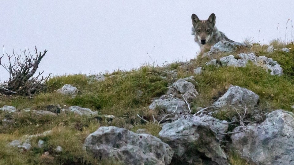 Luf sajettà: nagin descendent da Stagias