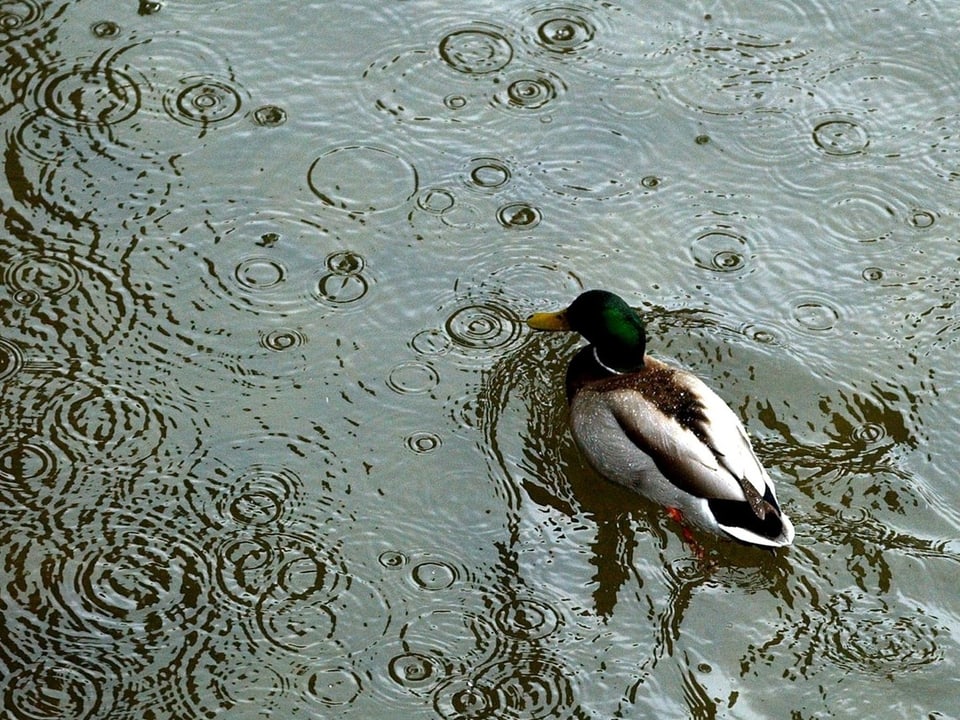 Eine Ente schwimmt bei Regen im Wasser.