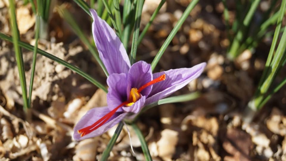 Flura violetta cun pistils mellens e fils da safran.