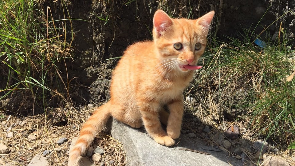 giat Baileys - Quai è l'animal preferi da Fabian Capeder.