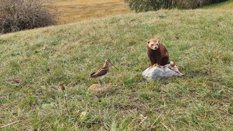 Animals che vivan en la palì, d'ina vart il telpi da l'autra la beccasina da palì. 