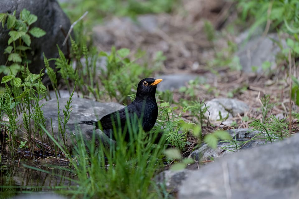 Die Stunde der Gartenvögel Vögel Birdwatching Vogelbeobachtung Vogel Ornithologie