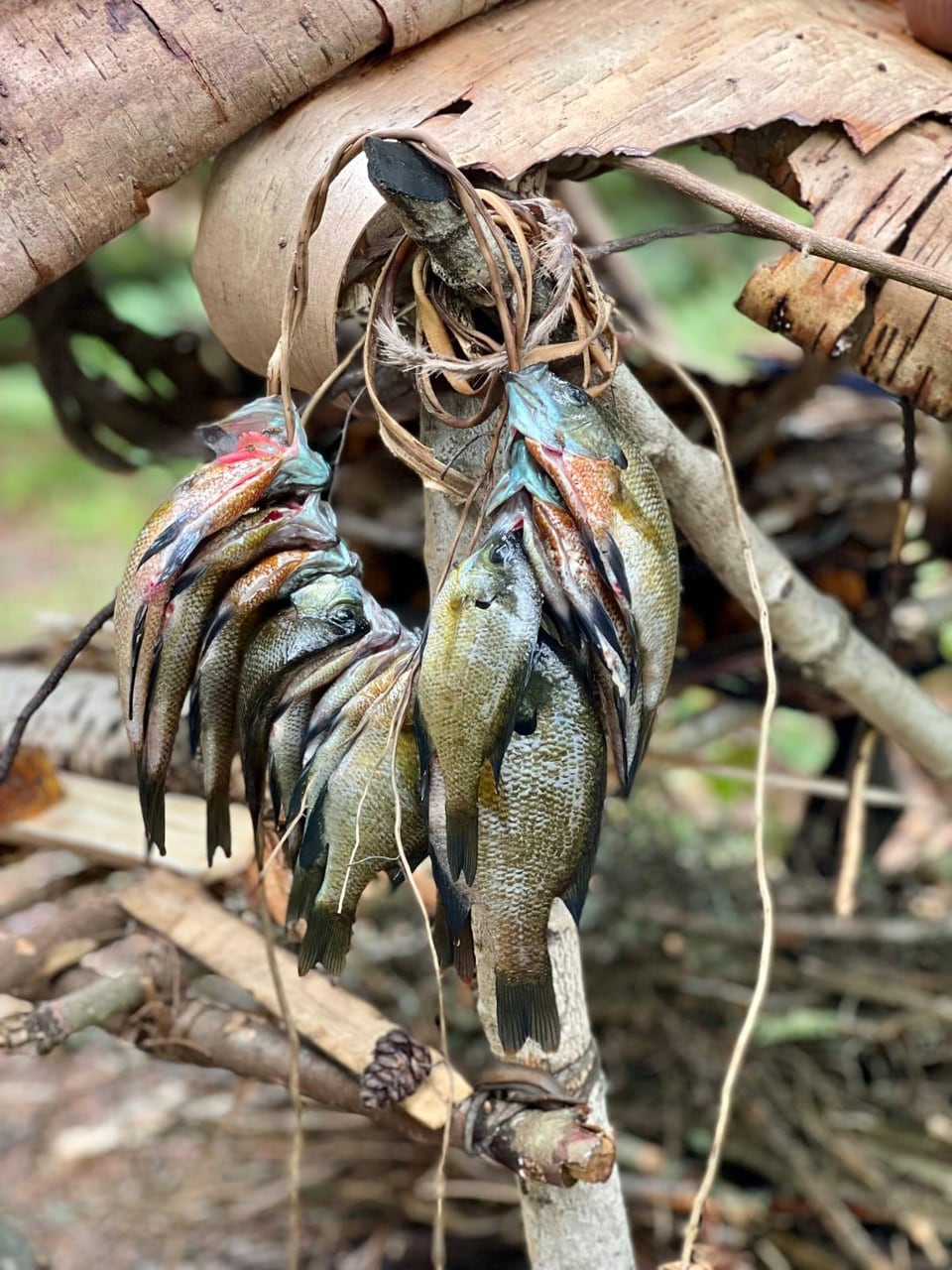 Tote Fische zum Essen