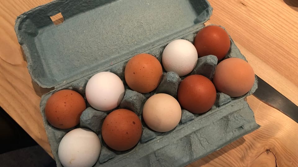 Las giaglinas da Parsonz en stadas diligentas. Frische Eier der Parsonzer Hühner.