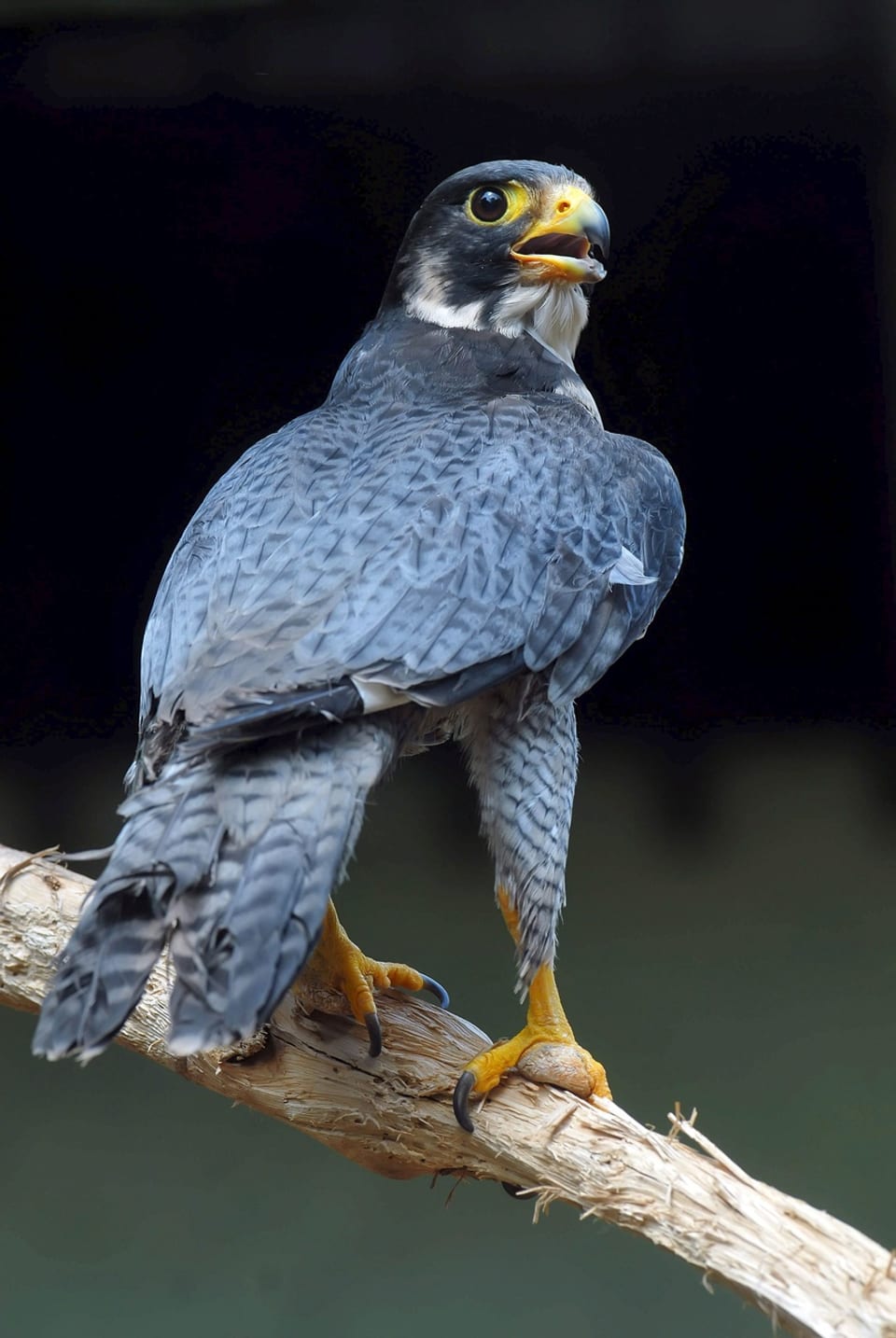 Wanderfalke, Pilotprojekt Horstschutz