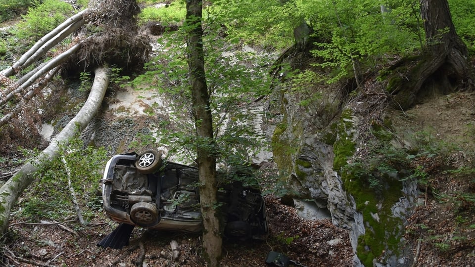 Auto cupitgà tranter plantas. 